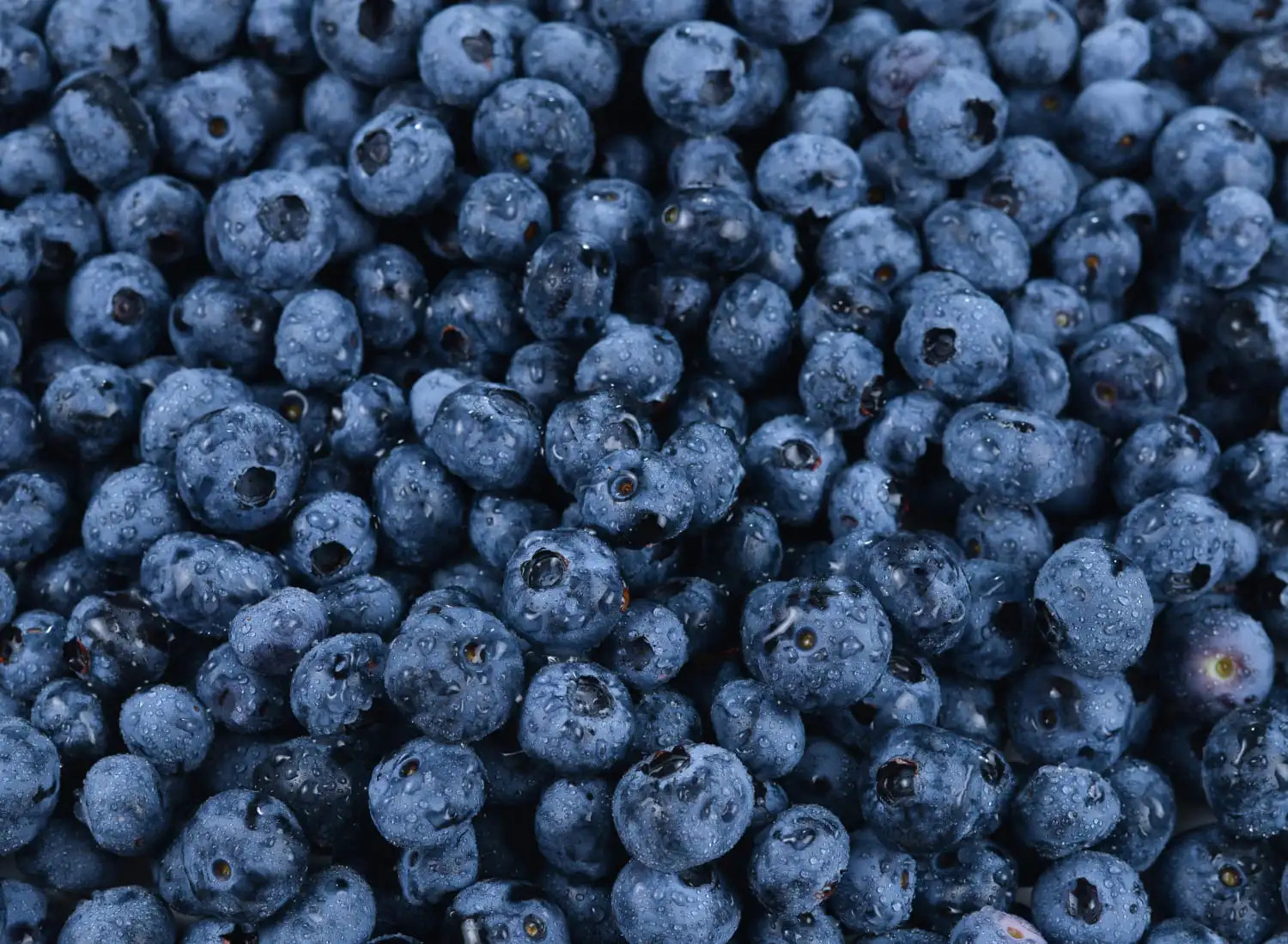 Health beneifts of blueberries
